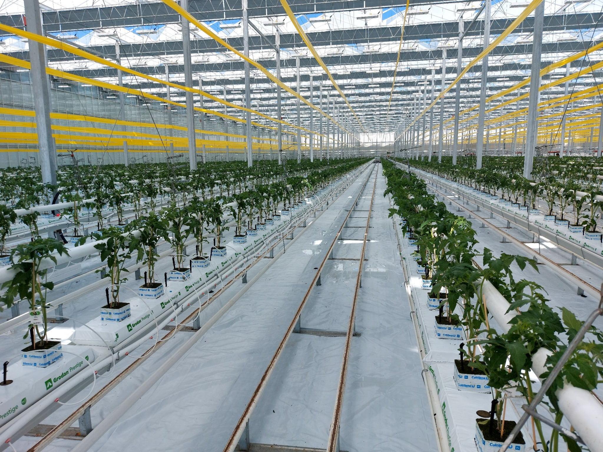 Very long rows of infant tomatoes plants in a large greenhouse