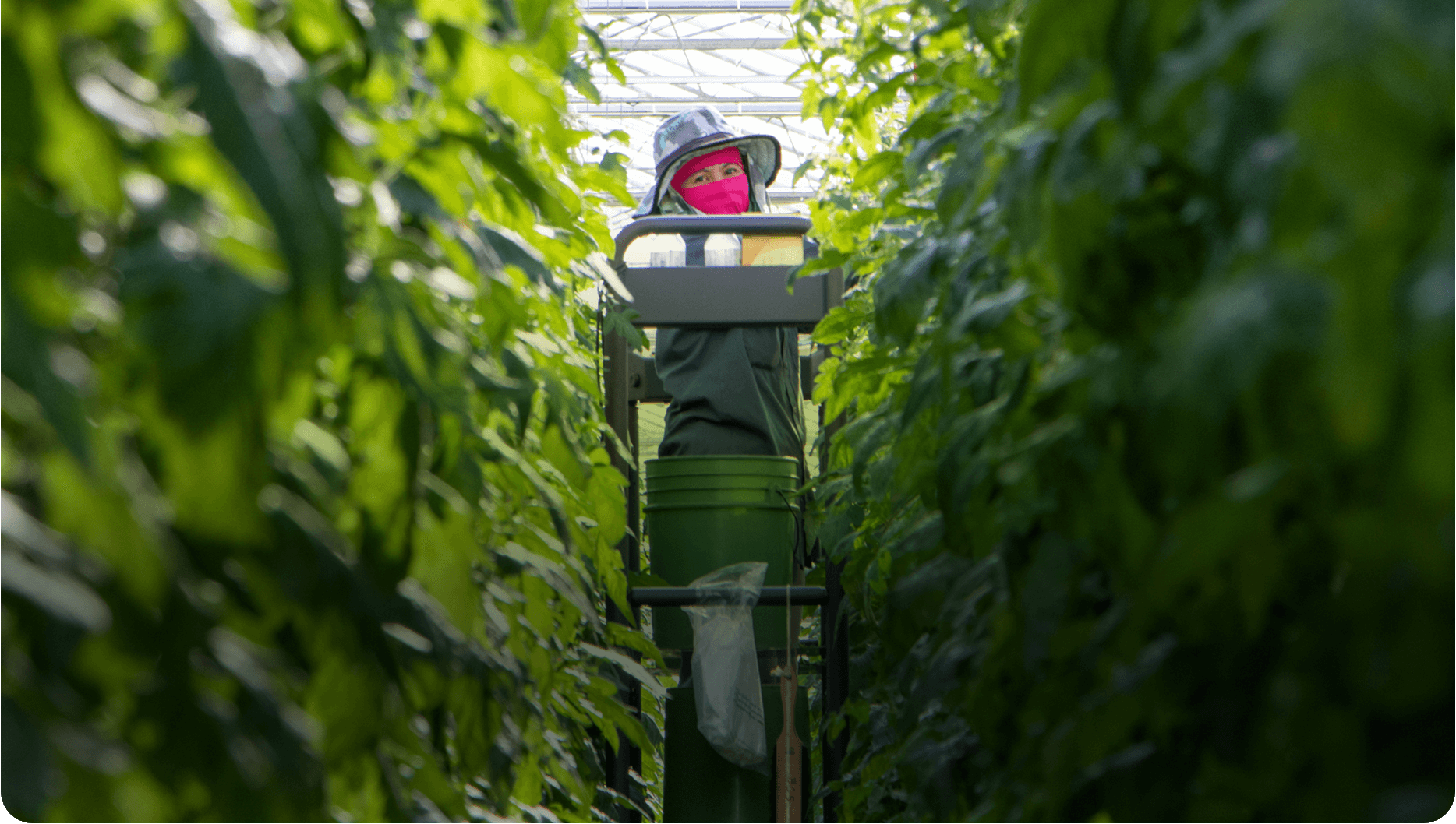A worker on a platform in between rows of plants in a greenhouse