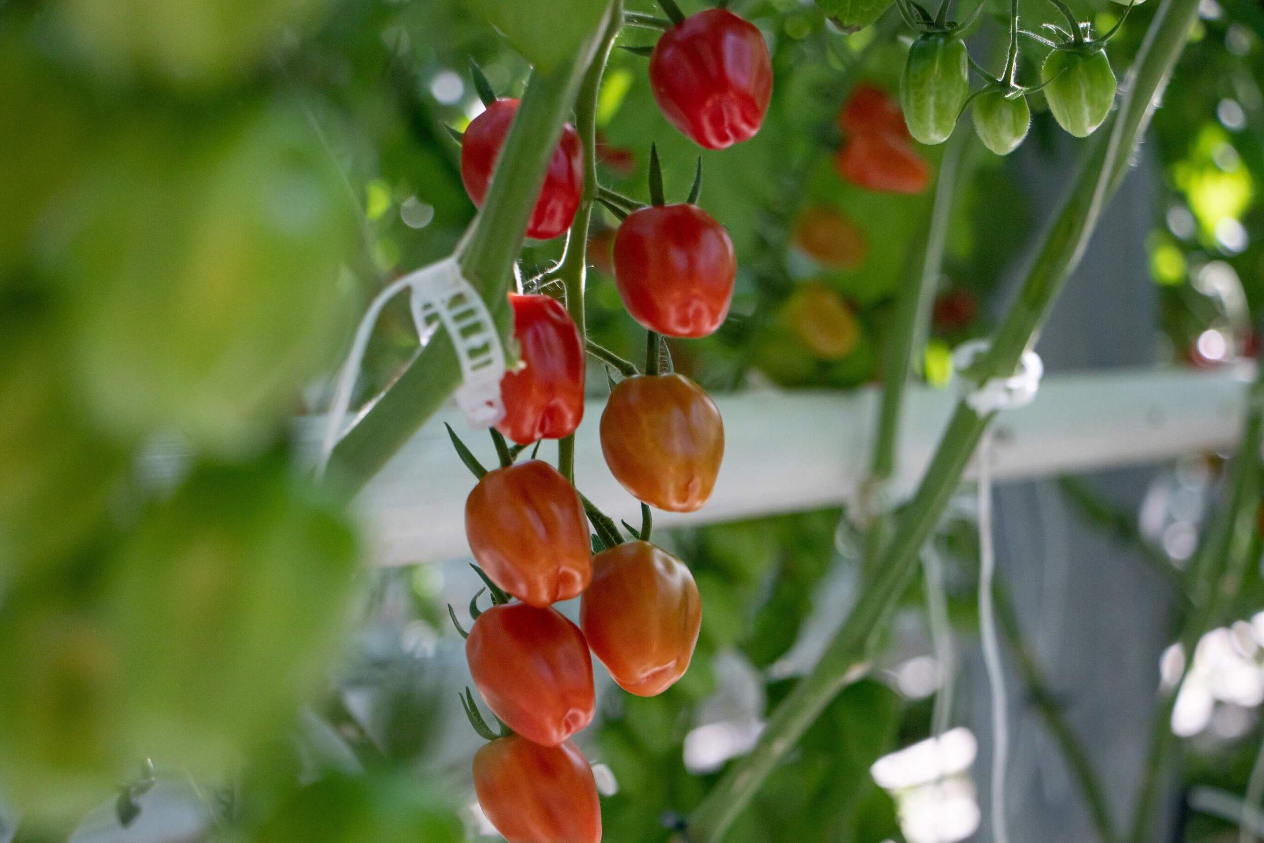 Ripe cherry tomatoes hanging on a vine
