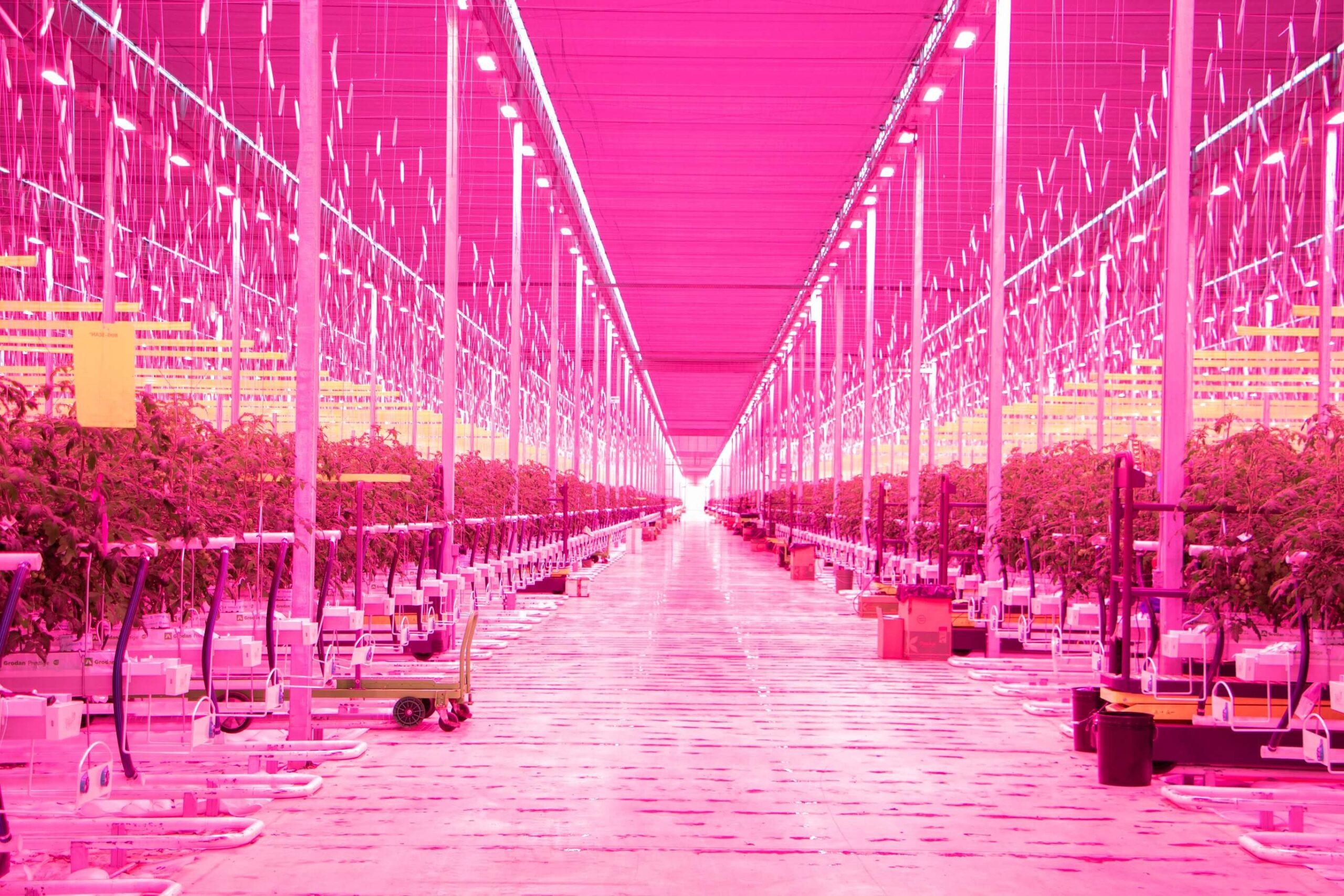 Greenhouse interior with plants lighted by LEDs